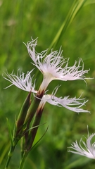 Dianthus sternbergii