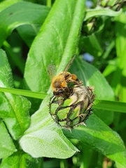 Andrena