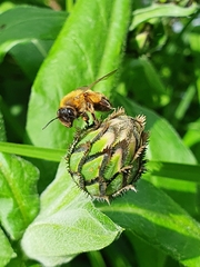 Andrena