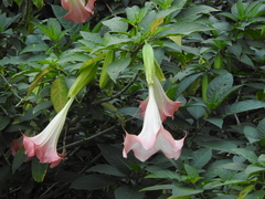 Brugmansia suaveolens