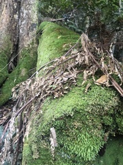 Ptychomnion aciculare