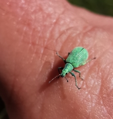 Polydrusus planifrons