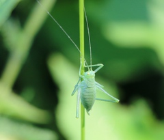 Poecilimon schmidtii