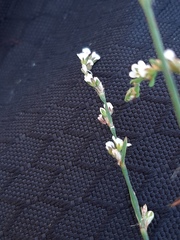 Polygonum arenarium