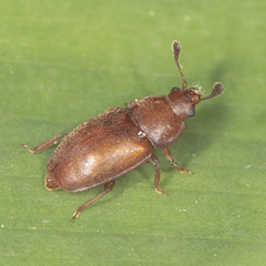 Epuraea aestiva