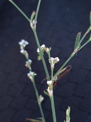 Polygonum arenarium