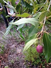 Syzygium guineense