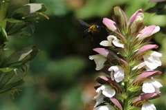 Xylocopa