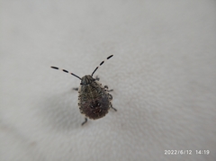 Rhaphigaster nebulosa