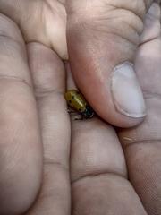 Lachnaia sexpunctata