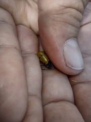 Lachnaia sexpunctata