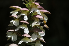 Xylocopa