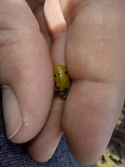 Lachnaia sexpunctata