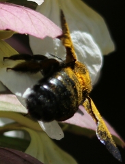 Xylocopa