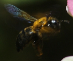 Xylocopa