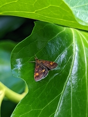 Pyrausta aurata