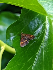 Pyrausta aurata