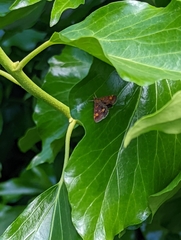 Pyrausta aurata
