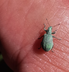 Polydrusus planifrons