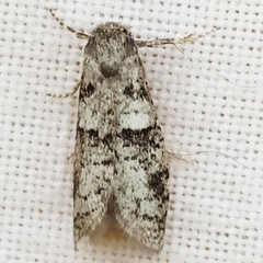 Blastobasis phycidella