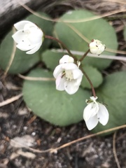Crassula capensis capensis