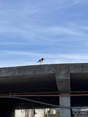 Haematopus ostralegus
