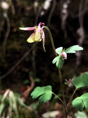 Aquilegia yangii