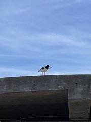 Haematopus ostralegus