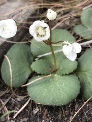 Crassula capensis capensis