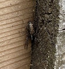 Textrix denticulata