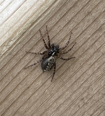 Textrix denticulata
