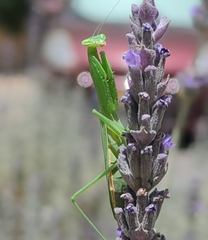 Miomantis paykullii