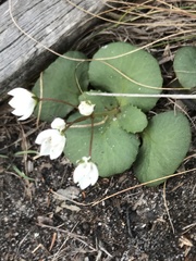 Crassula capensis capensis