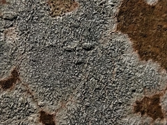 Graphis betulina
