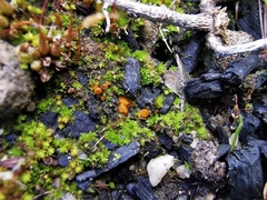 Octospora excipulata