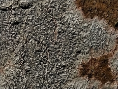 Graphis betulina