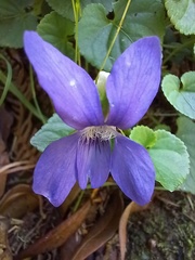 Viola sequeirae