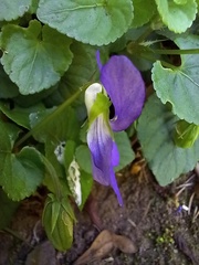 Viola sequeirae