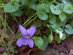 Viola sequeirae