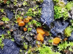 Octospora excipulata