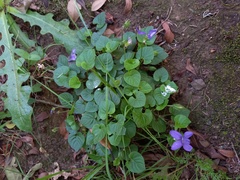 Viola sequeirae