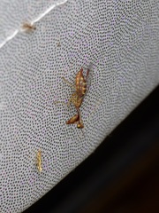 Leptomantispa pulchella