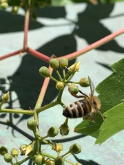 Apis mellifera