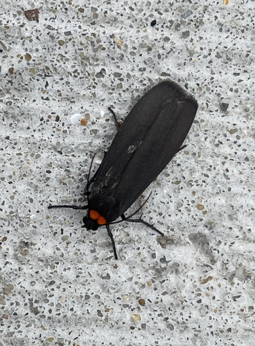 Red-necked Footman, National Park Dunes of Texel, De Cocksdorp, Noord-Holland, NL, photo 7 of 10