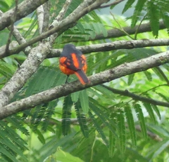 Pericrocotus speciosus
