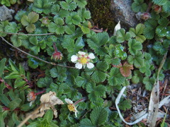 Fragaria hayatae