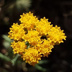 Lonas annua