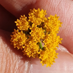 Lonas annua