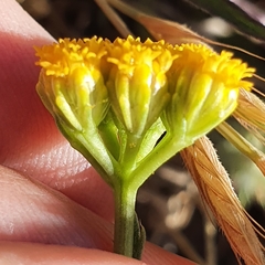 Lonas annua