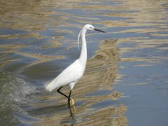 Egretta garzetta